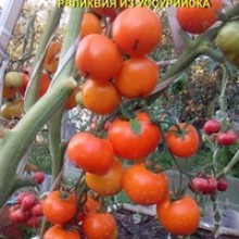 Редкие сорта томатов Реликвия из Уссурийска